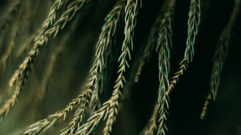 Als God mij nooit verlaat, waarom trekt Hij zich dan terug?