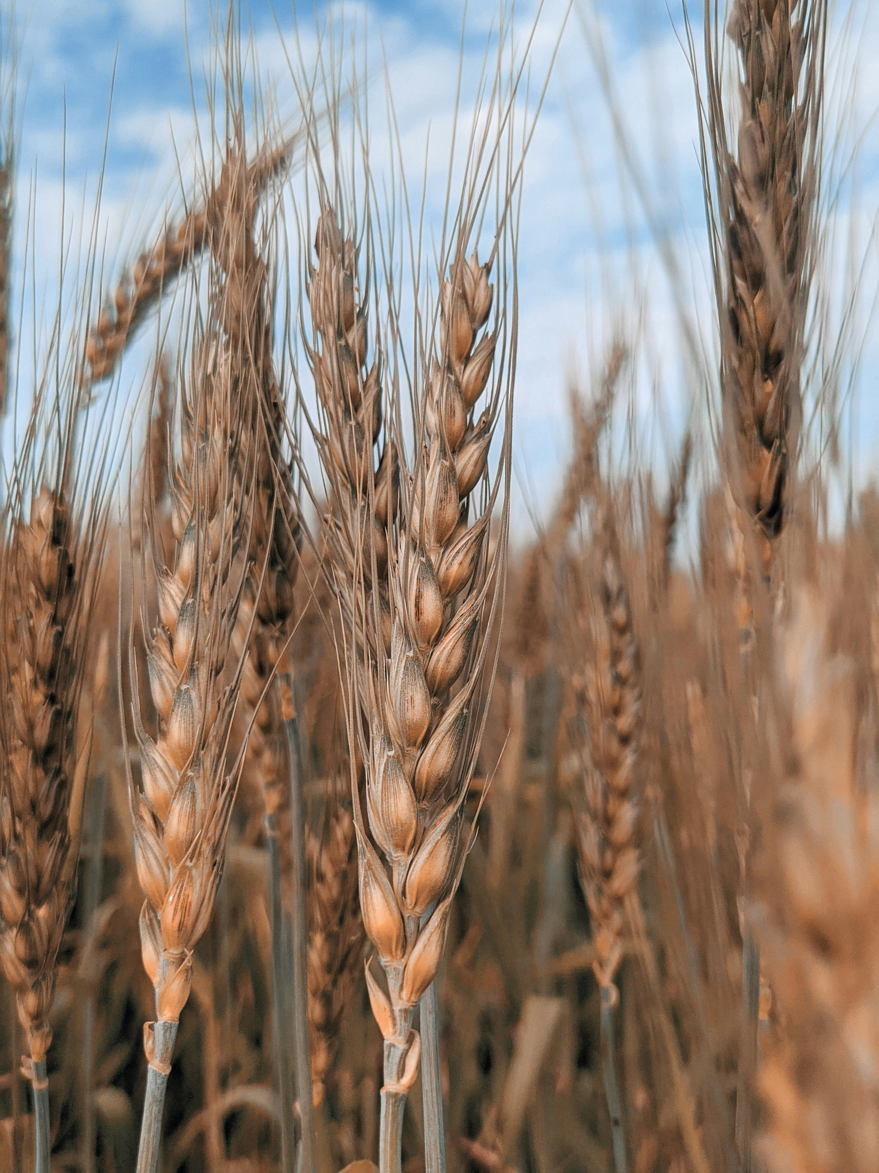 De Zaaier (Lukas 8:4-15)