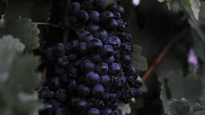 De enige ware Wijnstok (Johannes 15:1-8)