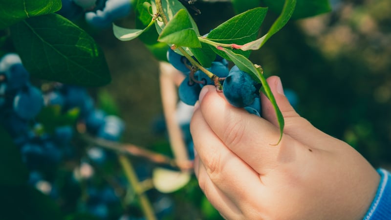 Klaar om door Christus’ gediend te worden (Lukas 12:37)